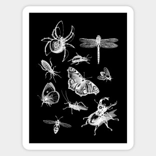 Dramabite Vintage retro scientific bugs insect collection entomologist Sticker